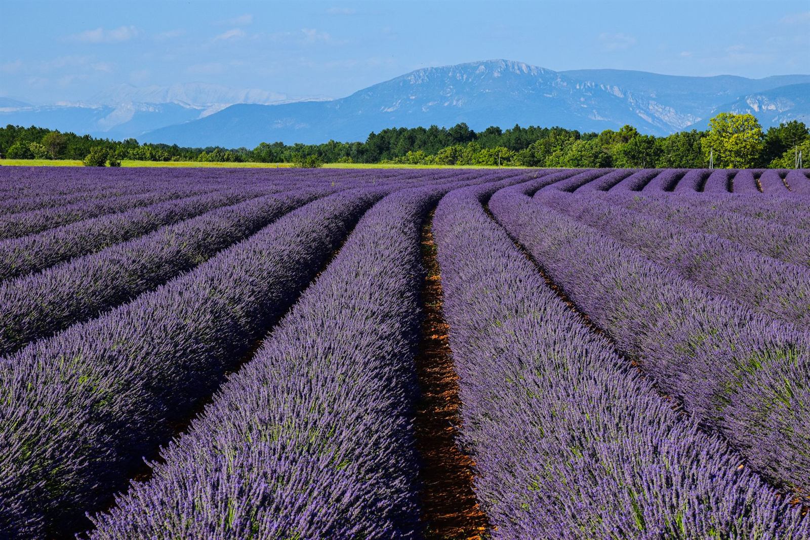 Champs de lavande en Haute-Provence devant les reliefs